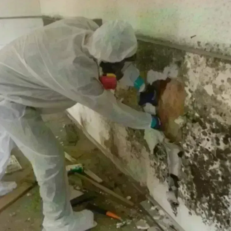 Mold Remediation and Removal in North Miami, FL